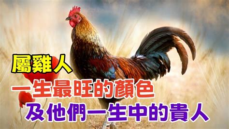 屬雞適合的顏色|【生肖雞的幸運色】屬雞人的幸運色大公開！招好運、。